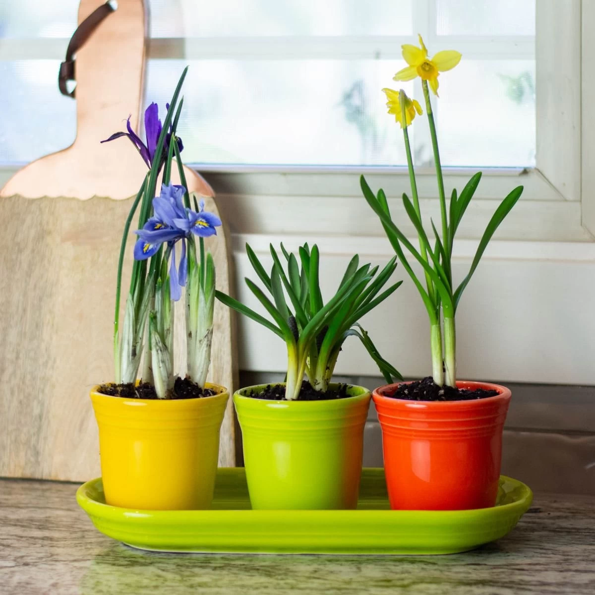 Fiesta® Windowsill Garden Set | Bright - Image 4